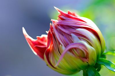 Close-up of red flower