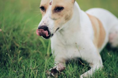 Close-up of dog sticking out tongue while lying on field