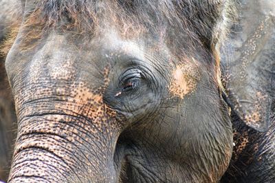 Close-up of elephant