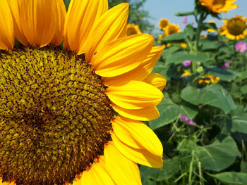 Close-up of yellow sunflower