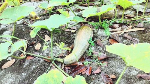 High angle view of plants growing on field