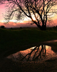 Sun shining through trees on landscape