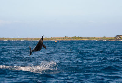 View of birds in sea