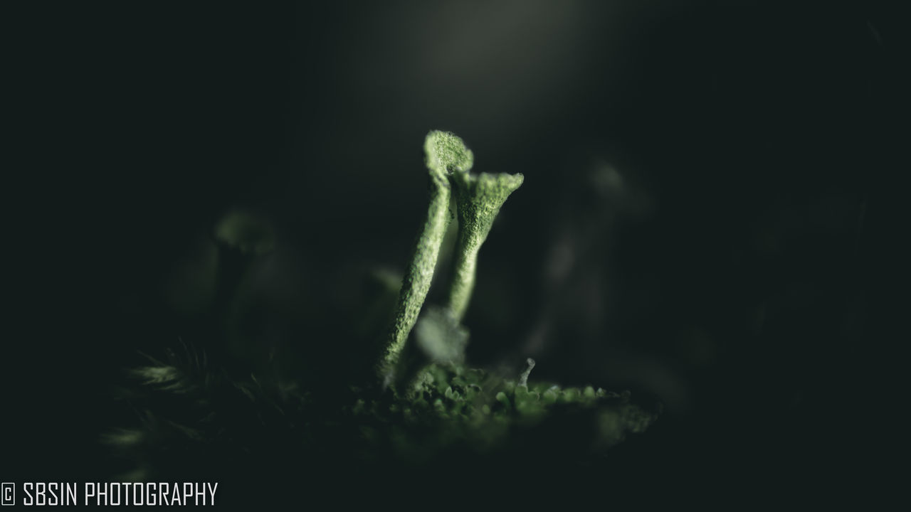 CLOSE-UP OF GREEN PLANT