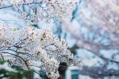 Close-up of pink cherry blossom tree