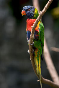 Rainbow lorikeet perching on branch