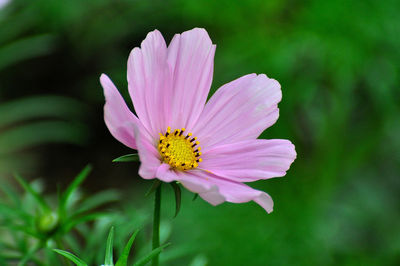 Close-up of pink flower