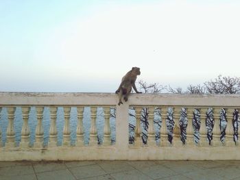 Bird perching on wall