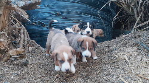 High angle view of dogs in water