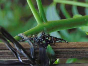 Close-up of insect on wood