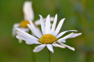 Close-up of white flower