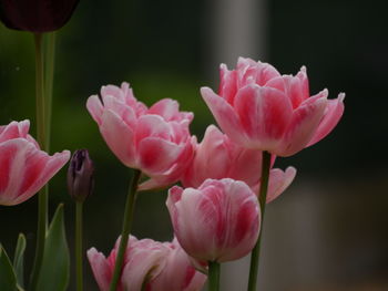 Close-up of pink flowers