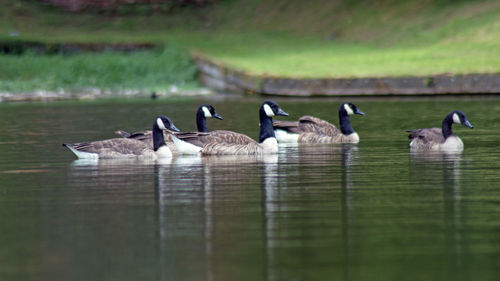 Canada geese swimming in lake