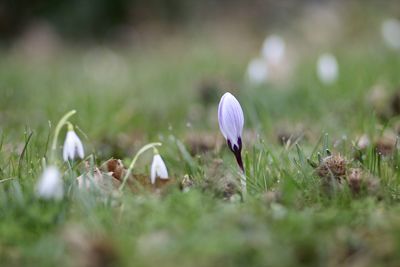 Close-up of purple crocus flowers on field