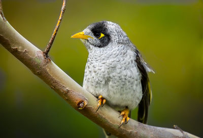 Close-up of bird perching on leaf