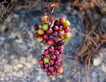 Close-up of berries hanging on tree