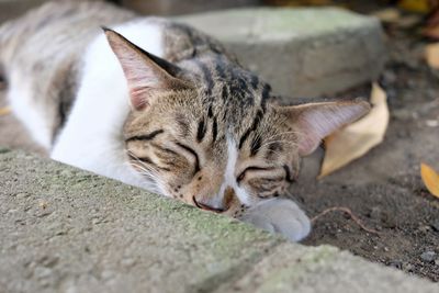 Close-up of cat lying down