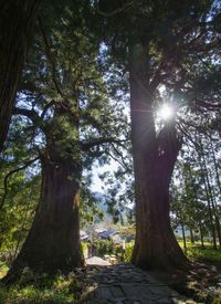 Sun shining through trees