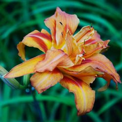 Close-up of day lily blooming outdoors