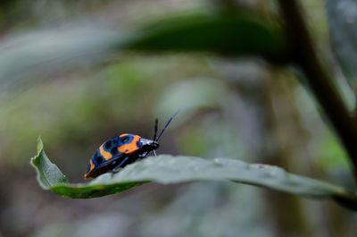 Close-up of ladybug on leaf