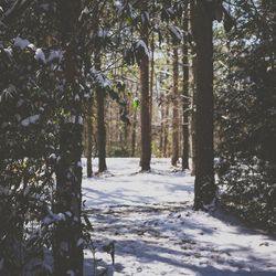 Trees in forest during winter