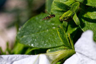 Close-up of insect on leaf