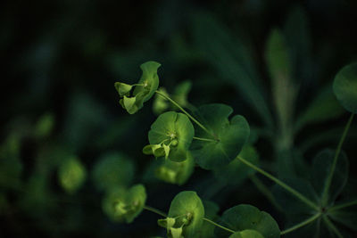 Close-up of flowering plant