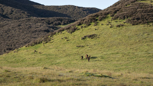 Scenic view of landscape