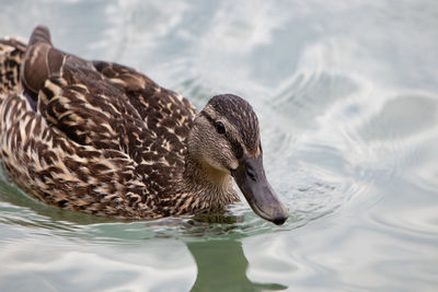 Duck swimming in lake