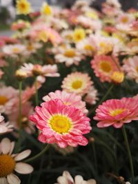 Close-up of pink flowering plants on field