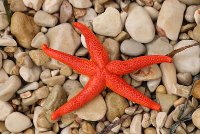 starfish