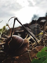 Close-up of snake against sky