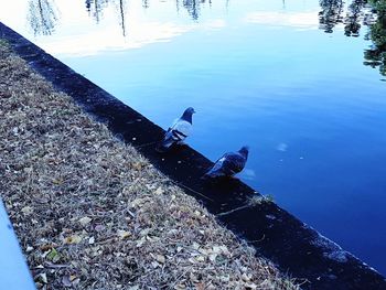 High angle view of duck swimming on lake