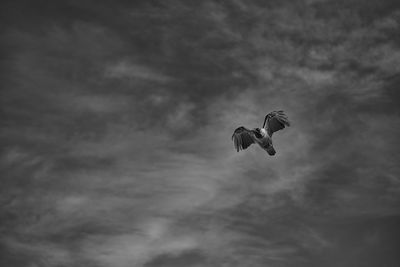 Low angle view of crow flying in sky