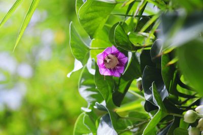 Close-up of flowers blooming outdoors