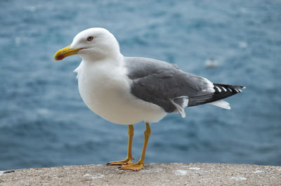 Close-up of seagull perching on shore against sea