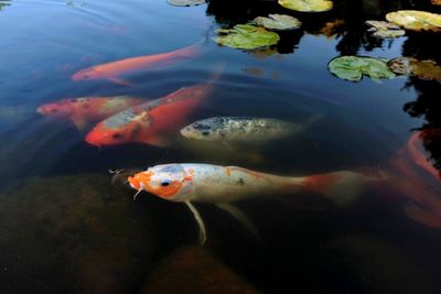 Fish swimming in sea