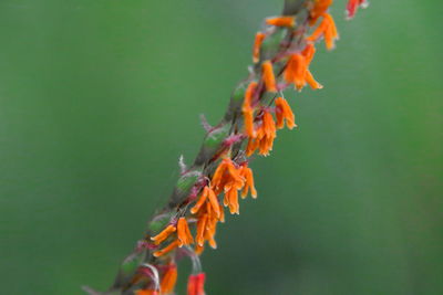 Close-up of orange flowering plant against blurred background