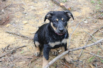 High angle view of wet puppy with branch