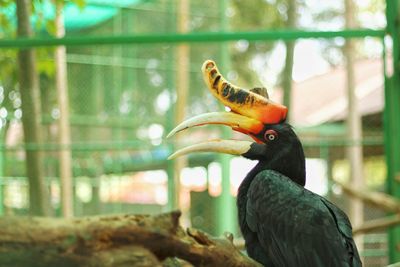 Close-up of bird perching in cage