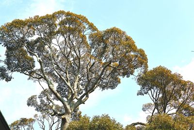 Low angle view of trees against sky