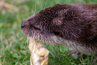 Close-up of an animal on field