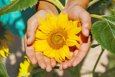 Cropped hand holding yellow flower