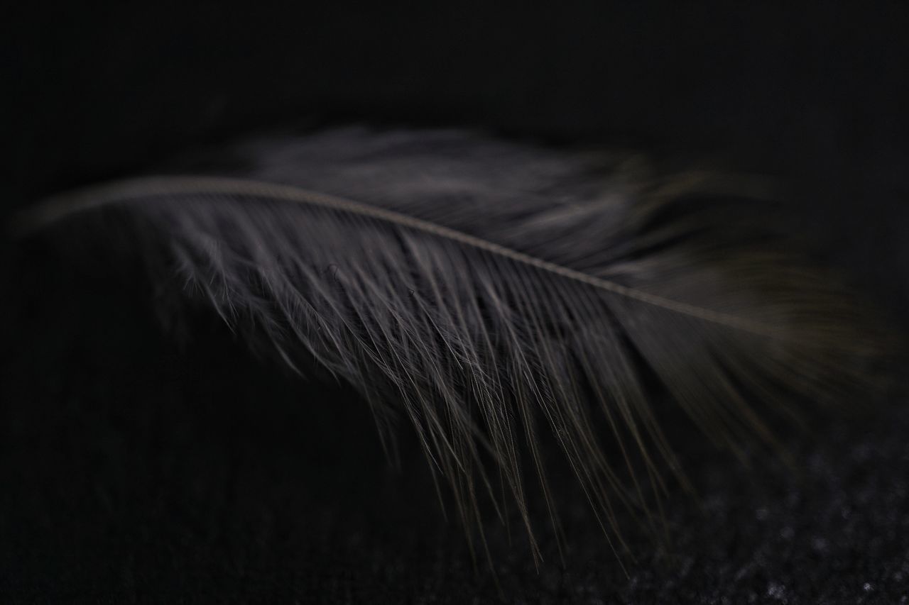 CLOSE-UP OF FEATHER