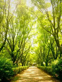 Footpath amidst trees in forest