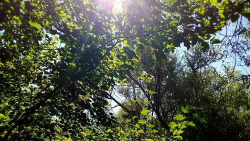 Low angle view of sunlight streaming through tree