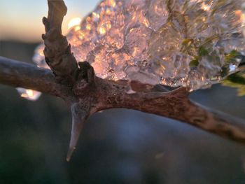 Close-up of tree against sky