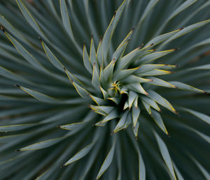 Full frame shot of pine tree