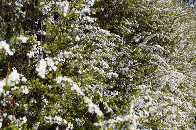 Close-up of snow covered plants