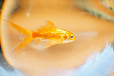 Close-up of fish swimming in sea